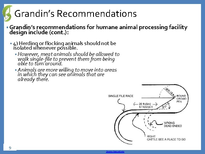 Grandin’s Recommendations • Grandin’s recommendations for humane animal processing facility design include (cont. ):