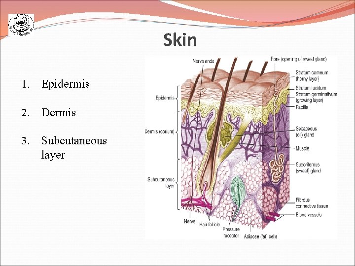 Skin 1. Epidermis 2. Dermis 3. Subcutaneous layer 