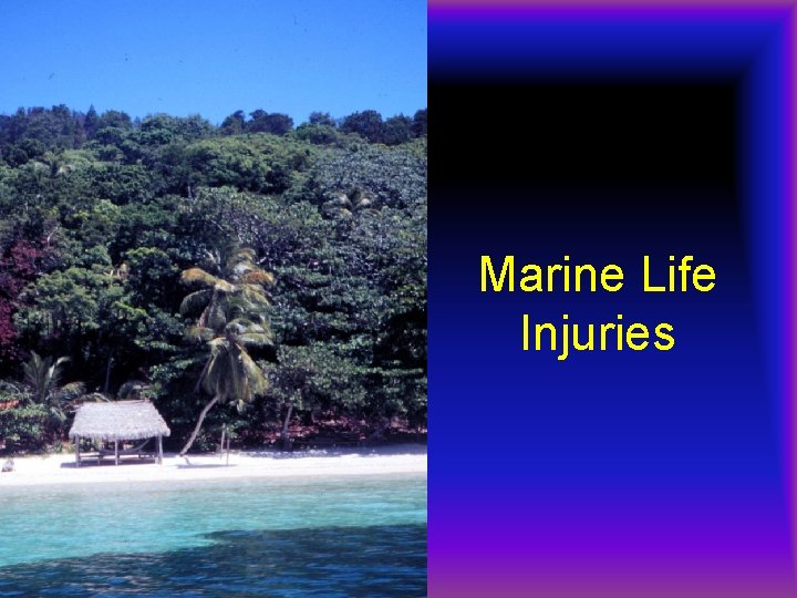 Marine Life Injuries 