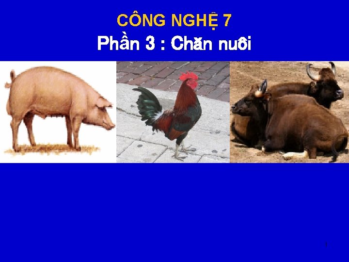 CÔNG NGHỆ 7 Phần 3 : Chăn nuôi 1 