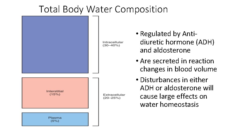 Total Body Water Composition • Regulated by Antidiuretic hormone (ADH) and aldosterone • Are