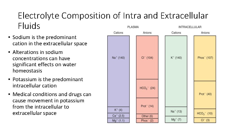 Electrolyte Composition of Intra and Extracellular Fluids • Sodium is the predominant cation in