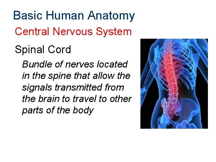 Basic Human Anatomy Central Nervous System Spinal Cord Bundle of nerves located in the