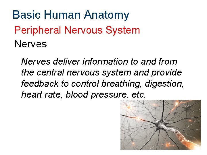 Basic Human Anatomy Peripheral Nervous System Nerves deliver information to and from the central