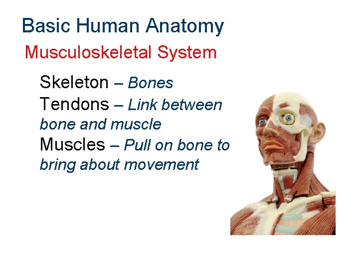 Basic Human Anatomy Musculoskeletal System Skeleton – Bones Tendons – Link between bone and
