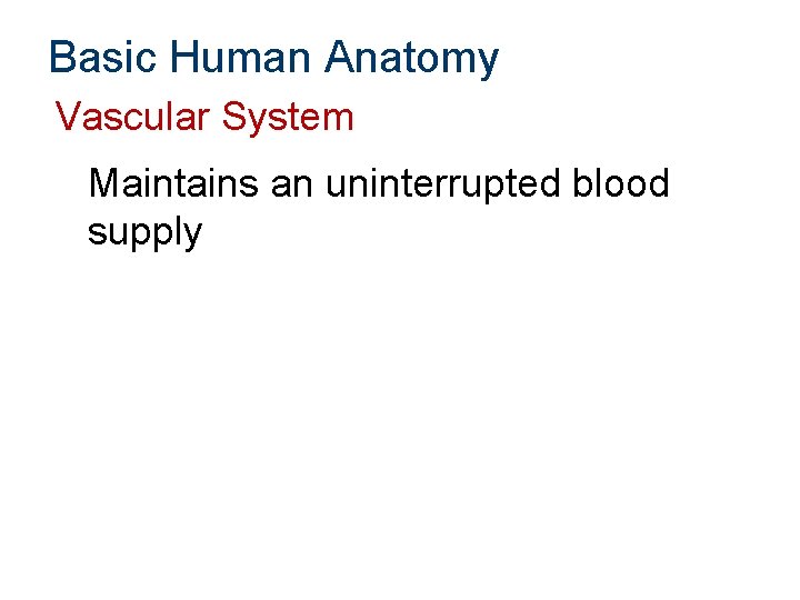 Basic Human Anatomy Vascular System Maintains an uninterrupted blood supply 