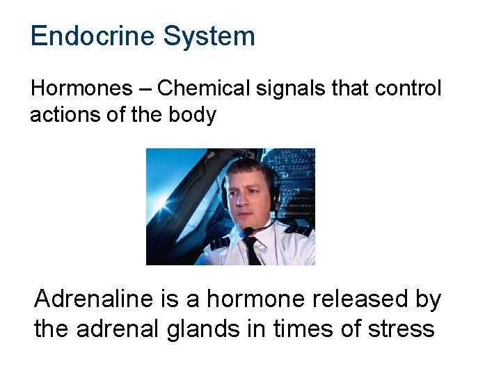 Endocrine System Hormones – Chemical signals that control actions of the body Adrenaline is