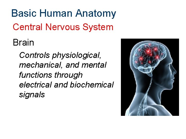 Basic Human Anatomy Central Nervous System Brain Controls physiological, mechanical, and mental functions through