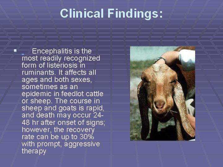 Clinical Findings: § Encephalitis is the most readily recognized form of listeriosis in ruminants.