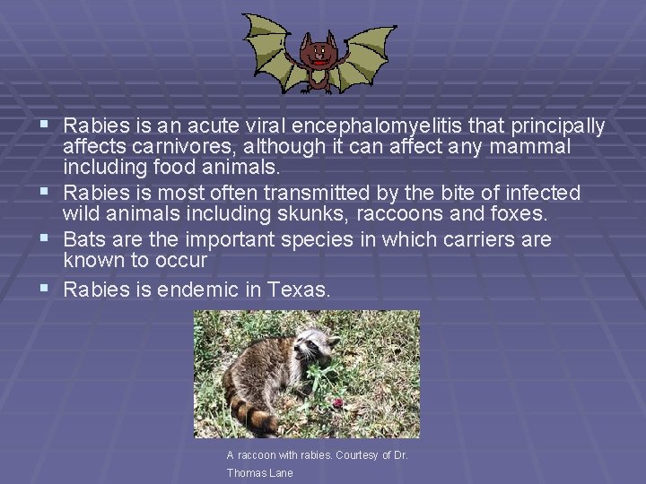 § Rabies is an acute viral encephalomyelitis that principally § § § affects carnivores,