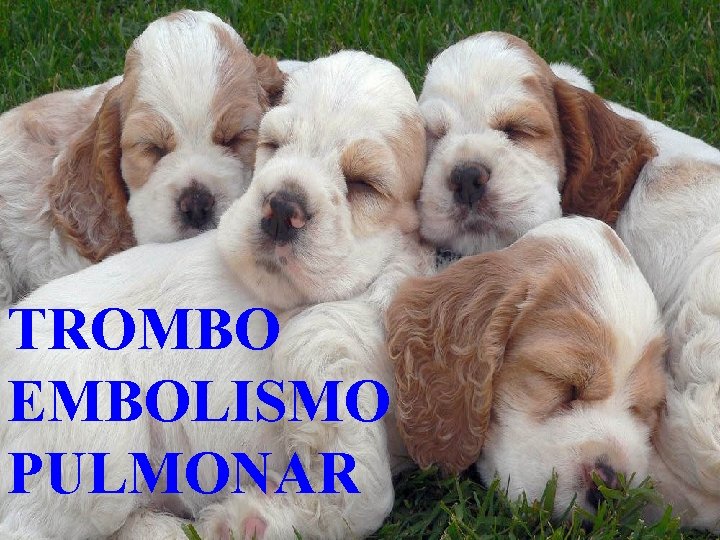 TROMBO EMBOLISMO PULMONAR 