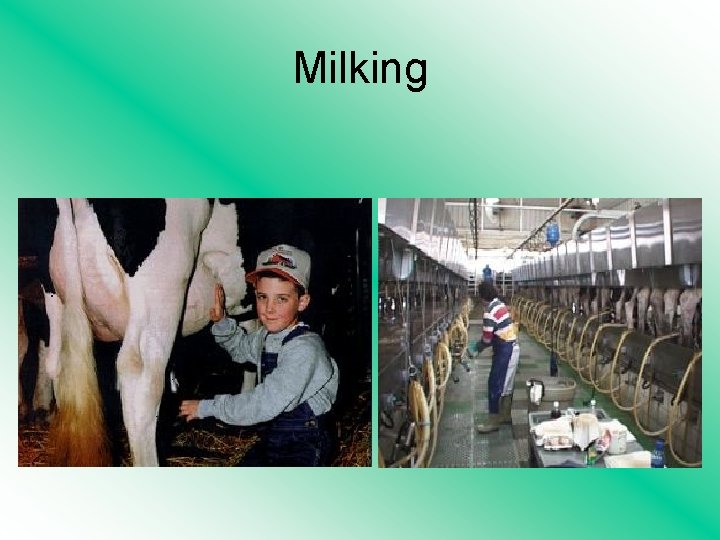 Milking 