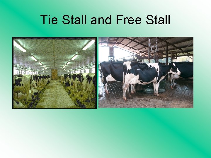 Tie Stall and Free Stall 