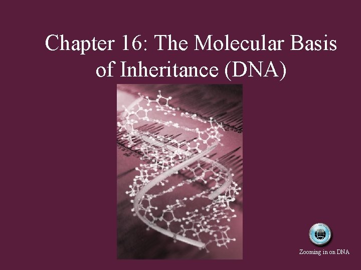 Chapter 16: The Molecular Basis of Inheritance (DNA) Zooming in on DNA 