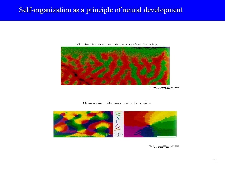 Self-organization as a principle of neural development 