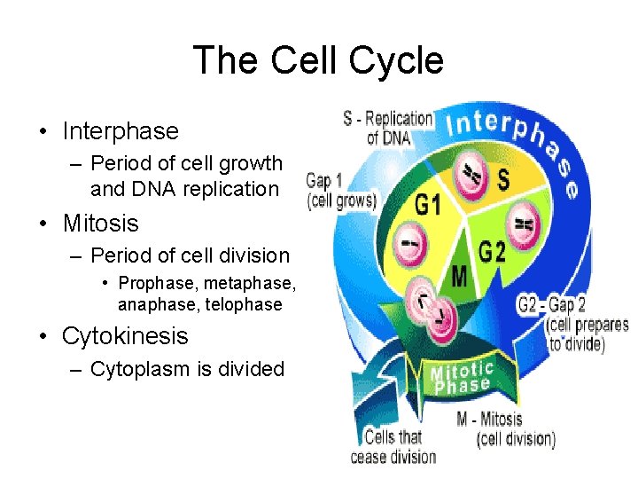 The Cell Cycle • Interphase – Period of cell growth and DNA replication •