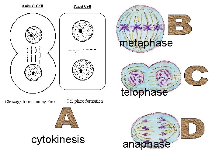 metaphase telophase cytokinesis anaphase 