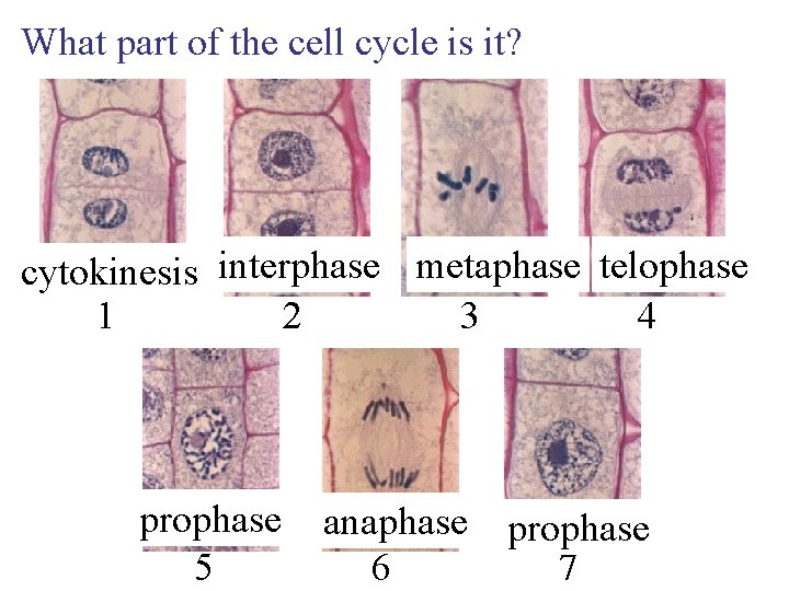 What part of the cell cycle is it? cytokinesis interphase metaphase telophase 1 2