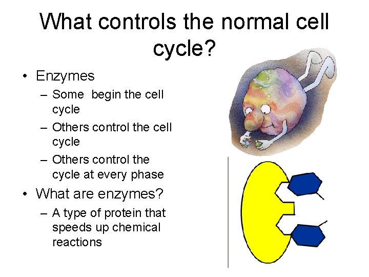 What controls the normal cell cycle? • Enzymes – Some begin the cell cycle