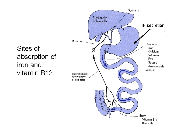 IF secretion Sites of absorption of iron and vitamin B 12 