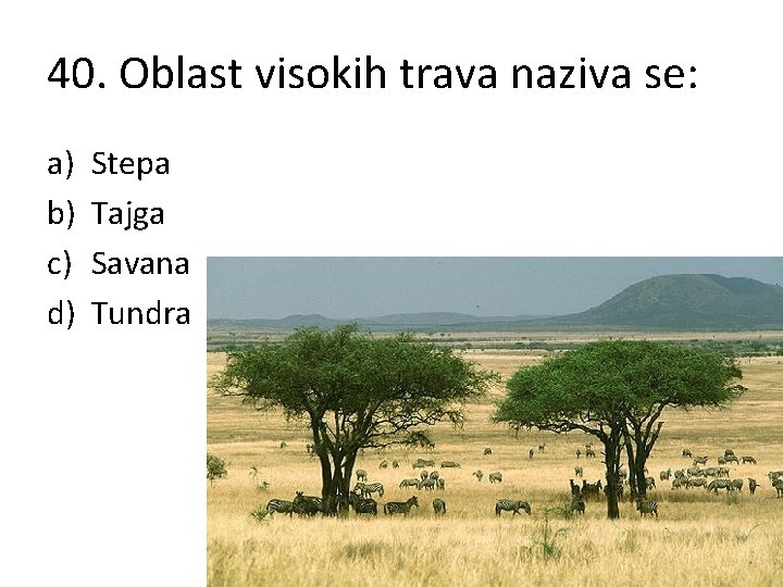 40. Oblast visokih trava naziva se: a) b) c) d) Stepa Tajga Savana Tundra