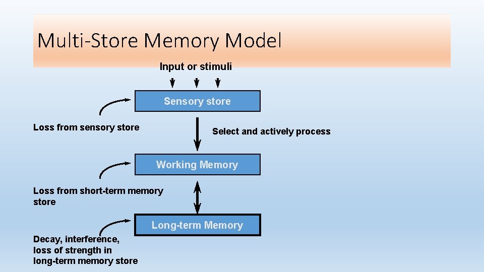 Multi-Store Memory Model Input or stimuli Sensory store Loss from sensory store Select and