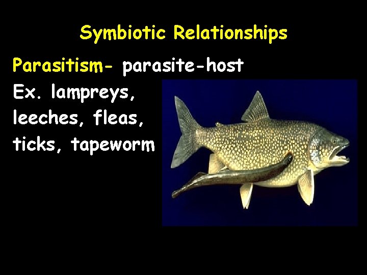 Symbiotic Relationships Parasitism- parasite-host Ex. lampreys, leeches, fleas, ticks, tapeworm 