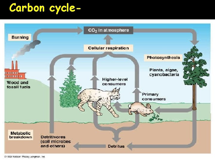 Carbon cycle- 
