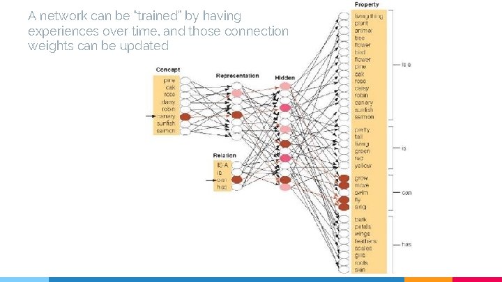 A network can be “trained” by having experiences over time, and those connection weights