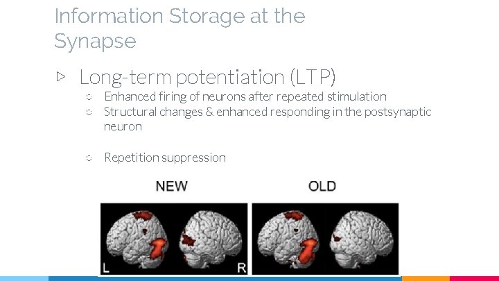 Information Storage at the Synapse ▷ Long-term potentiation (LTP) ○ Enhanced firing of neurons