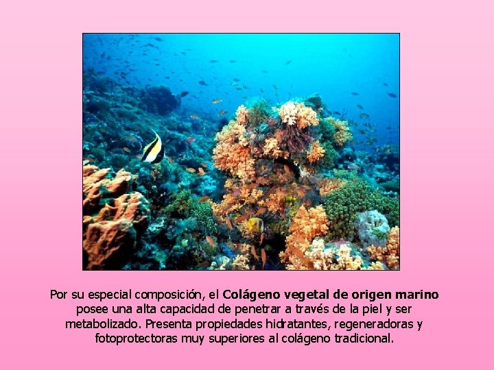 Por su especial composición, el Colágeno vegetal de origen marino posee una alta capacidad