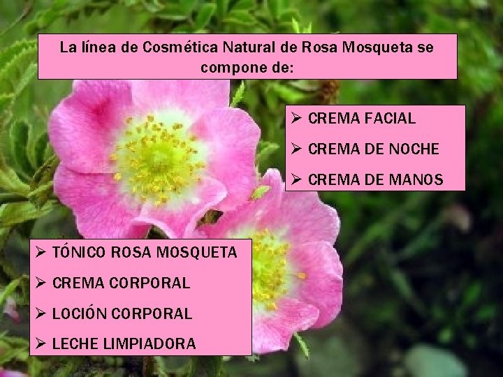 La línea de Cosmética Natural de Rosa Mosqueta se compone de: CREMA FACIAL CREMA