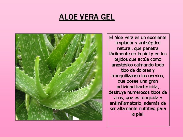 ALOE VERA GEL El Aloe Vera es un excelente limpiador y antiséptico natural, que