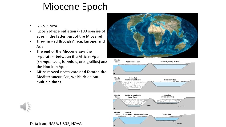 Miocene Epoch • • • 23 -5. 3 MYA Epoch of ape radiation (>100