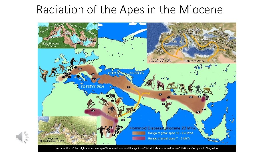 Radiation of the Apes in the Miocene 