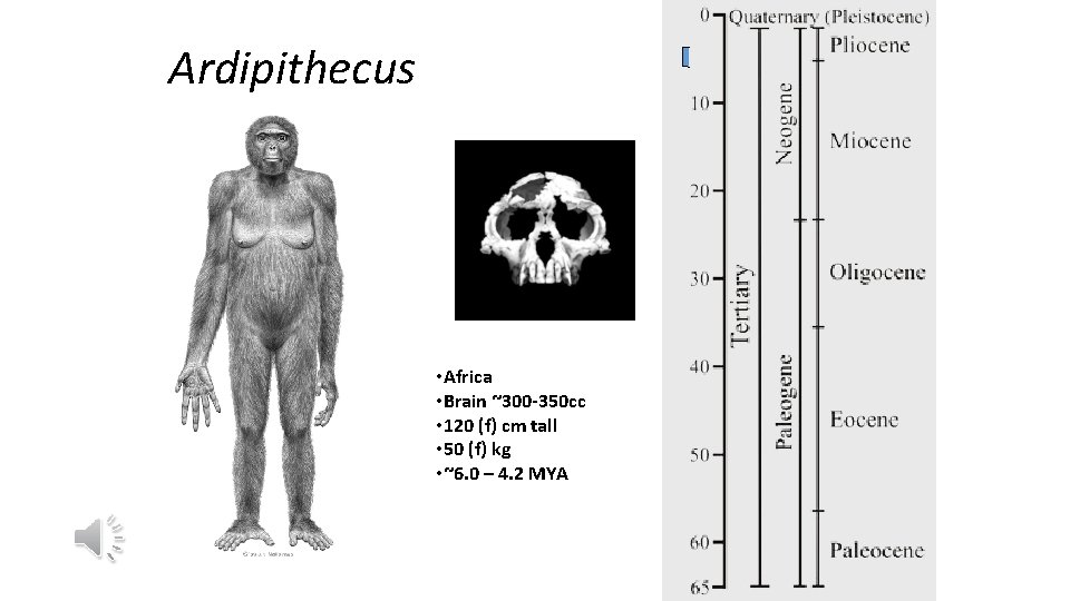 Ardipithecus • Africa • Brain ~300 -350 cc • 120 (f) cm tall •
