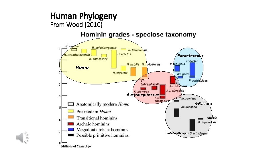 Human Phylogeny From Wood (2010) Paranthropus Homo Australopithecus Ardipithecus Orrorin Sahelanthropus 