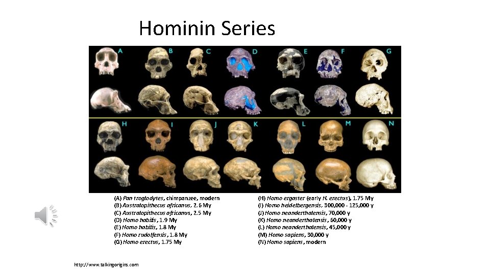 Hominin Series (A) Pan troglodytes, chimpanzee, modern (B) Australopithecus africanus, 2. 6 My (C)