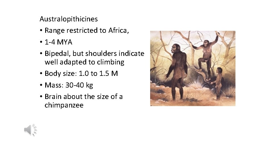 Australopithicines • Range restricted to Africa, • 1 -4 MYA • Bipedal, but shoulders