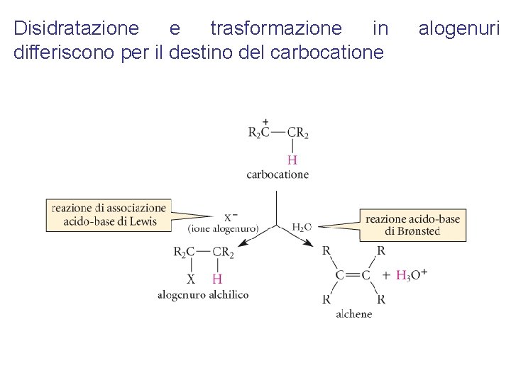 Disidratazione e trasformazione in differiscono per il destino del carbocatione alogenuri 