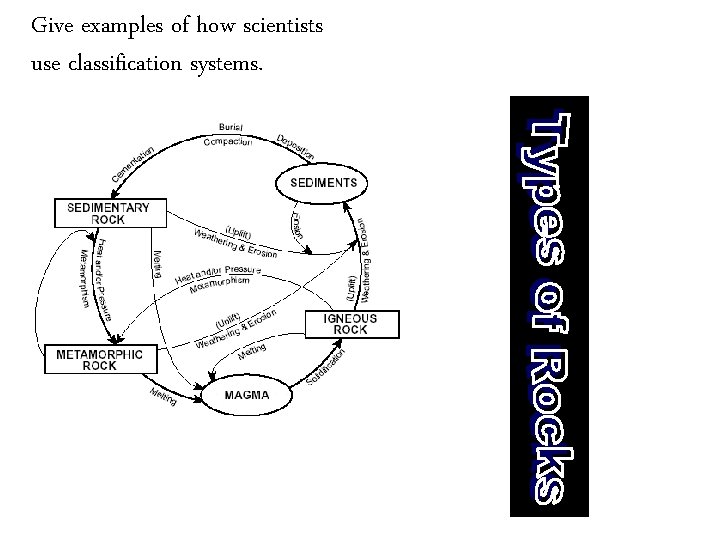 Give examples of how scientists use classification systems. 
