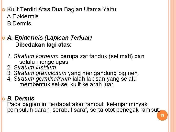  Kulit Terdiri Atas Dua Bagian Utama Yaitu: A. Epidermis B. Dermis. A. Epidermis