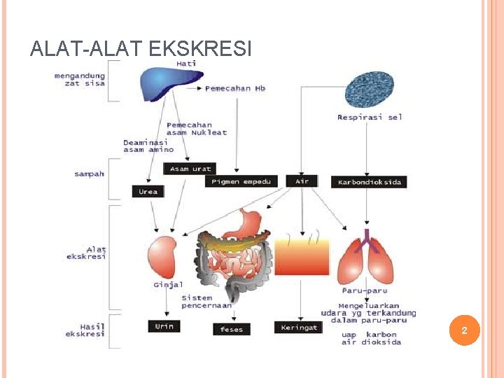 ALAT-ALAT EKSKRESI 2 