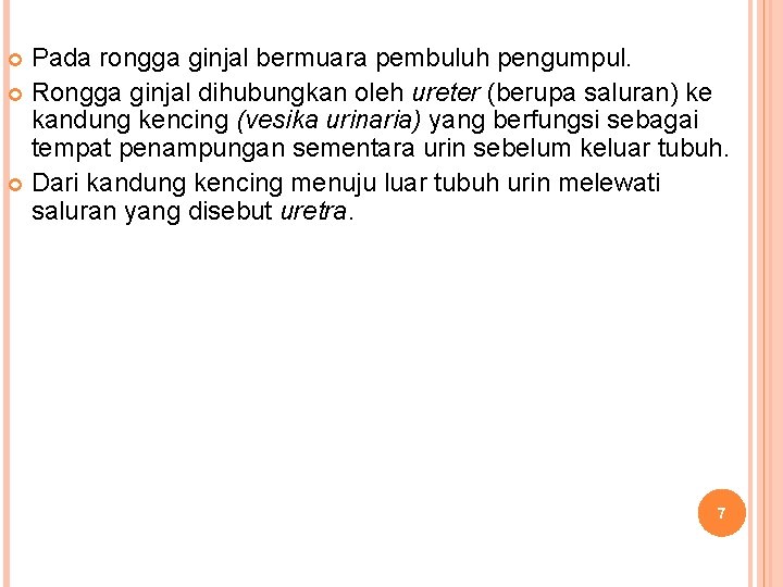 Pada rongga ginjal bermuara pembuluh pengumpul. Rongga ginjal dihubungkan oleh ureter (berupa saluran) ke