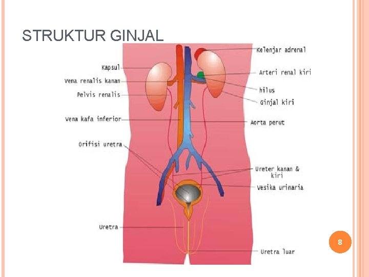 STRUKTUR GINJAL 8 