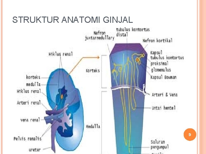 STRUKTUR ANATOMI GINJAL 9 