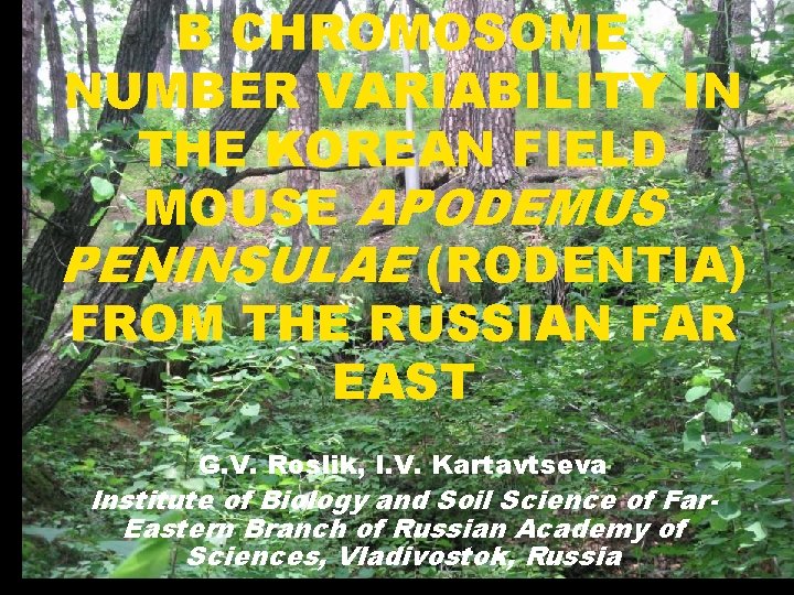 B CHROMOSOME NUMBER VARIABILITY IN THE KOREAN FIELD MOUSE APODEMUS PENINSULAE (RODENTIA) FROM THE