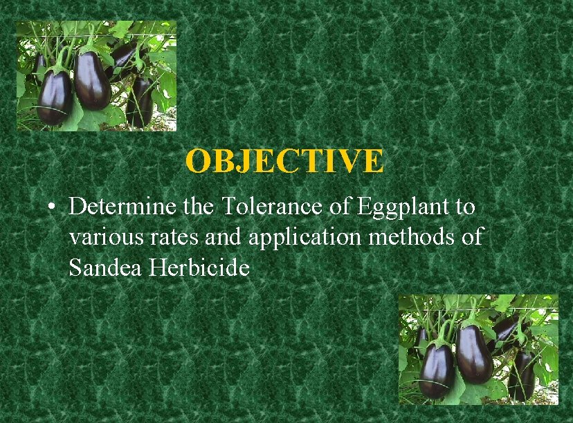 OBJECTIVE • Determine the Tolerance of Eggplant to various rates and application methods of