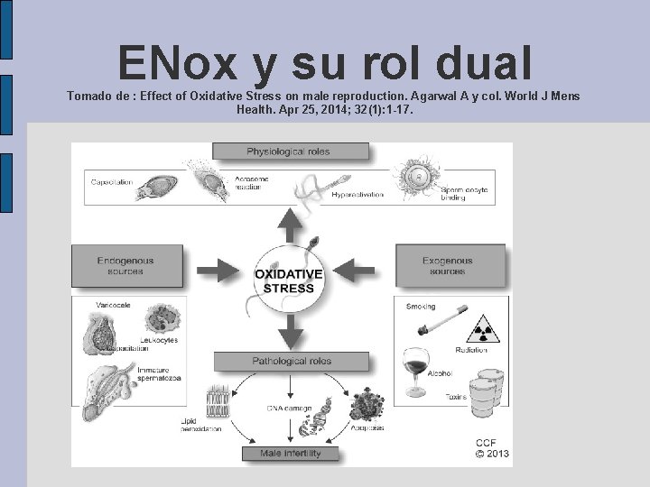 ENox y su rol dual Tomado de : Effect of Oxidative Stress on male