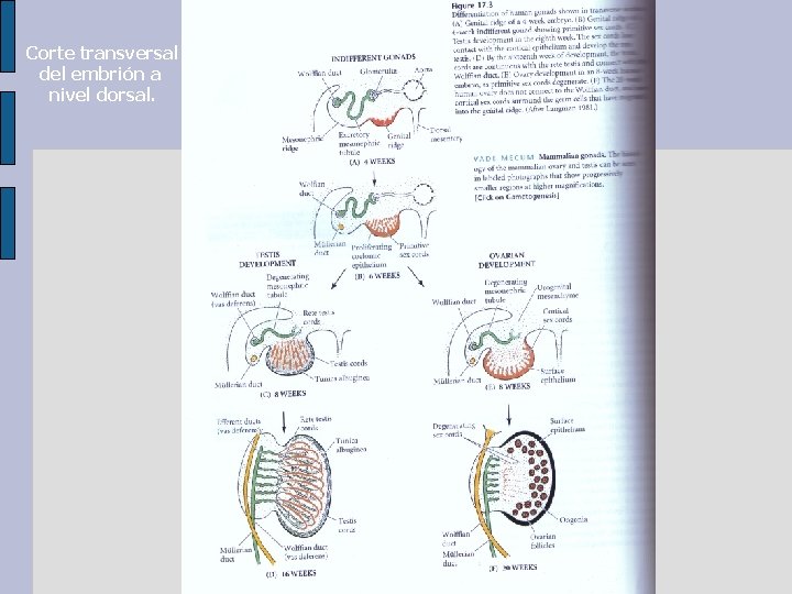 Corte transversal del embrión a nivel dorsal. 